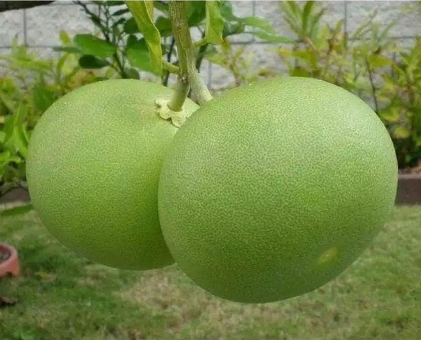 Gambar Produk Bibit Buah Jeruk Bali Keprok Okulasi 50 70 cm Cepat Berbuah Jawa Tengah