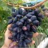 Bibit anggur akademik avidzba VALID Kalimantan Timur