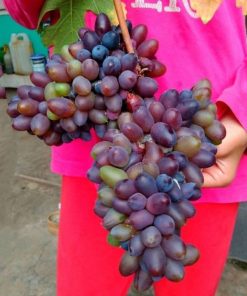 Bibit anggur akademik avidzba VALID Sumatra Barat