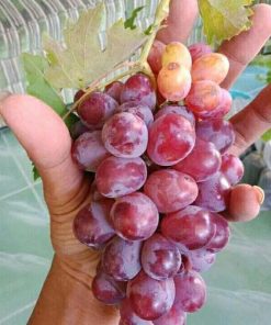 Bibit tanaman anggur merah super manis cocok untuk halaman rumah Gorontalo