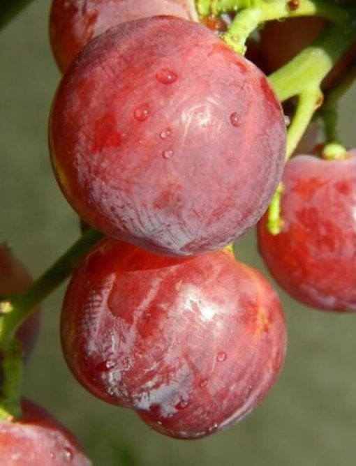 Bibit tanaman anggur merah super manis cocok untuk halaman rumah Sumatra Utara