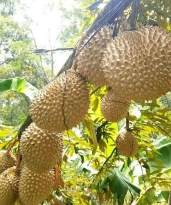 Bibit durian musangking kaki tunggal berkualitas unggul Palembang