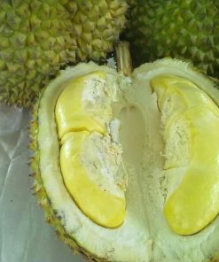 bibit durian bawor super bisa berbuah dalam pot Sumatra Barat