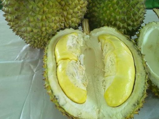 bibit durian bawor super bisa berbuah dalam pot Sumatra Barat