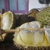 Bibit Durian Montong Nusa Tenggara Barat