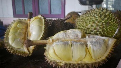 Bibit Durian Montong Nusa Tenggara Barat