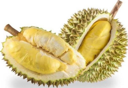Bibit Durian Bawor Kaki 3 UNGGUL Pariaman