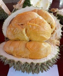 bibit durian musang king bibit durian bibit durian musangking Jakarta