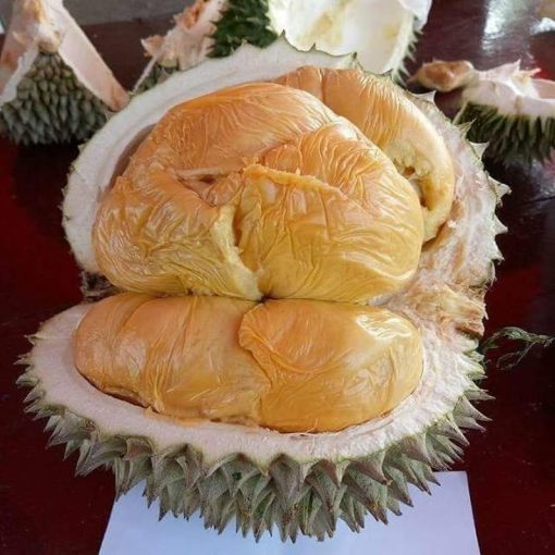 bibit durian musang king bibit durian bibit durian musangking Jakarta