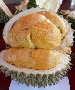 bibit durian musang king bibit durian bibit durian musangking Denpasar