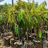 Bibit durian pelangi terlaris Riau