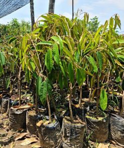 Bibit durian pelangi terlaris Riau