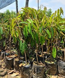 Bibit durian pelangi terlaris Manado
