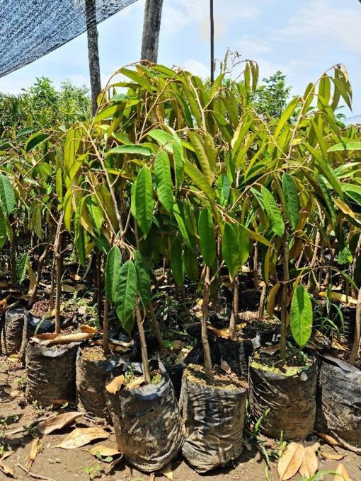 Bibit durian pelangi terlaris Manado
