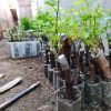 Bibit anggur import jenis Fursent Aceh