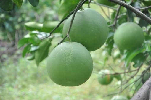 bibit jeruk bali Jawa Timur