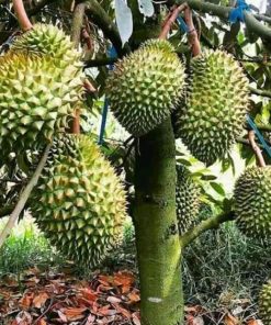 bibit durian montong bibit terbaik Kepulauan Riau