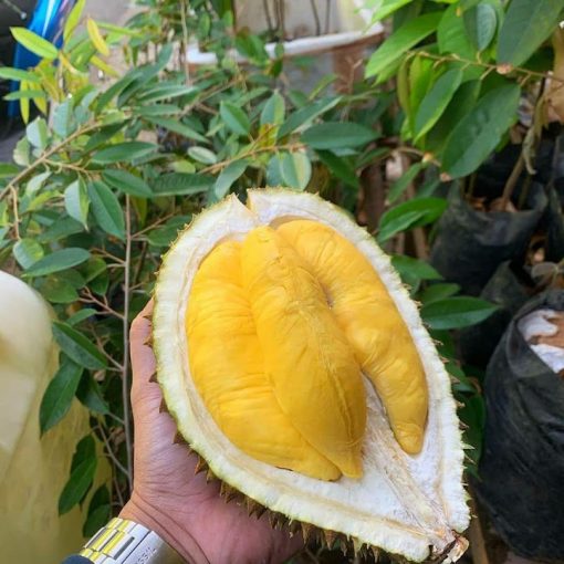 Bibit Durian Musangking Kaki Tiga Super Sulawesi Utara