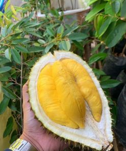 Bibit Durian Musangking Kaki Tiga Super Palembang