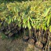 Bibit Durian Musangking Kaki Tiga Super Aceh