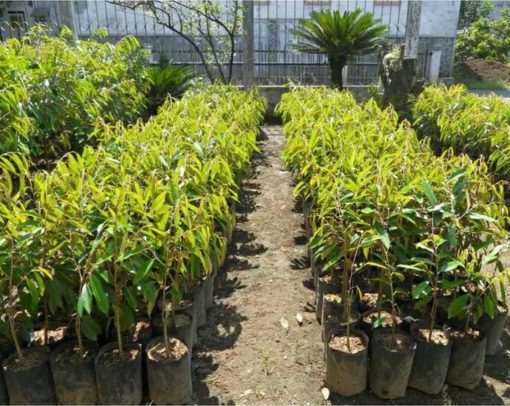 bibit tanaman durian montong super monthong super Gorontalo