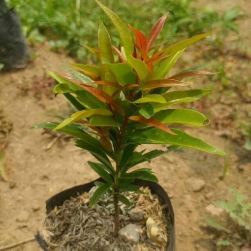 tanaman hias pucuk merah Pangkalpinang