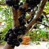 Bibit Anggur Pohon brazil Sumatra Barat