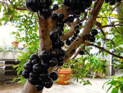 Bibit Anggur Pohon brazil Sulawesi Tenggara