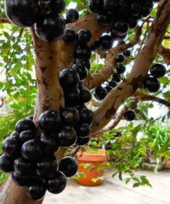Bibit Anggur Pohon brazil Palembang