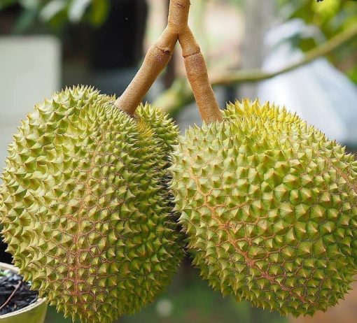 Bibit Durian Musangking kaki 3 Sumatra Utara