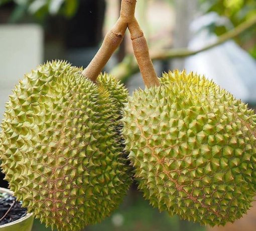 bibit durian musangking kaki 3 Makassar