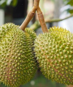 bibit durian musangking kaki 3 Bitung