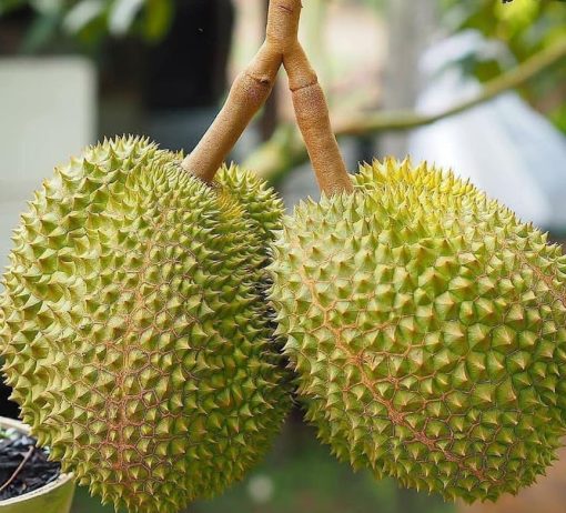Bibit Durian Musangking kaki 3 Kota Administrasi Jakarta Barat