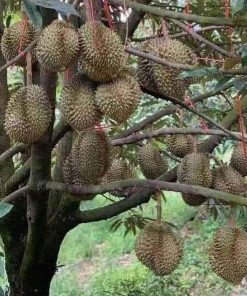 bibit durian musangking kaki 3 Pasuruan