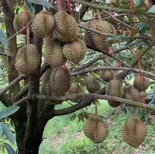 bibit durian musangking kaki 3 Pasuruan