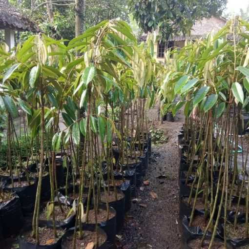 Bibit Durian Musangking kaki 3 Banten