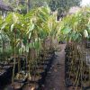 Bibit Durian Musangking kaki 3 Jawa Timur