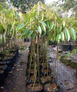 bibit durian musangking kaki 3 Kalimantan Tengah