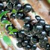Bibit Tanaman Buah Anggur Brazil Anggur Pohon 30cm Sumatra Utara