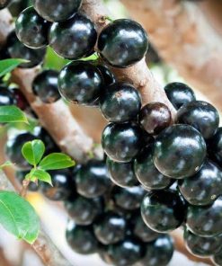 Bibit Tanaman Buah Anggur Brazil Anggur Pohon 30cm Tasikmalaya