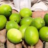 bibit tanaman jeruk nipis cepat berbuah Jawa Barat