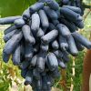 bibit anggur mondrop hasil grafting Jambi
