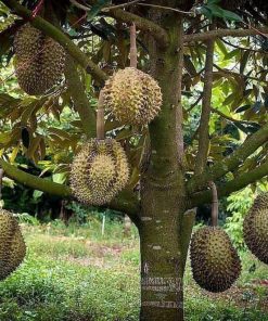 bibit durian montong kaki 3 Kepulauan Riau