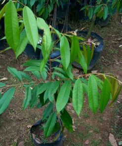 bibit durian montong kaki 3 Banda Aceh