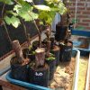 Bibit anggur import jubile hasil grafting Sulawesi Tenggara