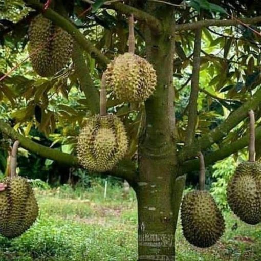 bibit durian bawor okulasi cepat berbuah Sungai Penuh