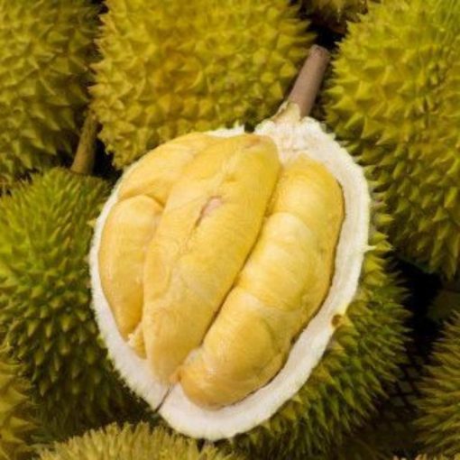 bibit durian bawor okulasi cepat berbuah Pematangsiantar