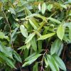 bibit durian bawor okulasi cepat berbuah Lubuklinggau