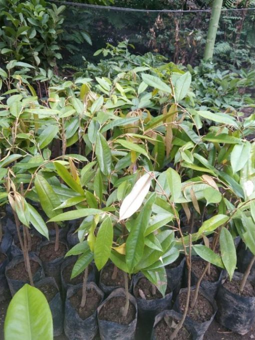 bibit durian bawor okulasi cepat berbuah Aceh