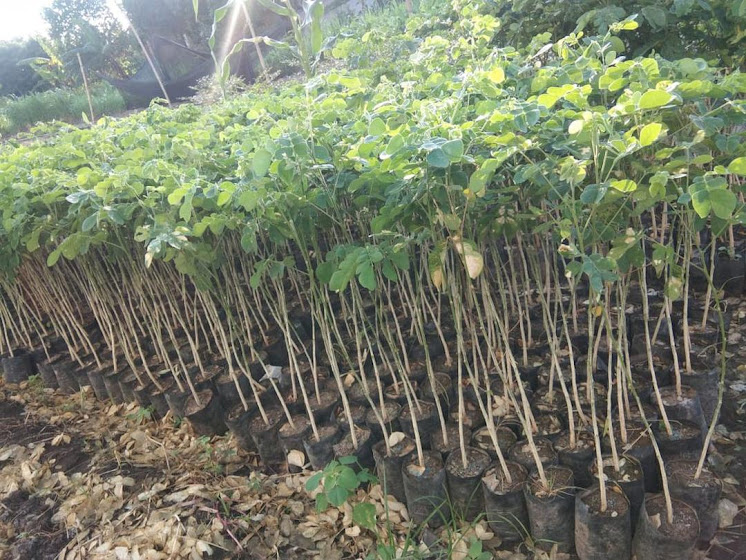 Bibit Trembesi Siap Tanam Denpasar Bibit Trembesi Siap Tanam Denpasar